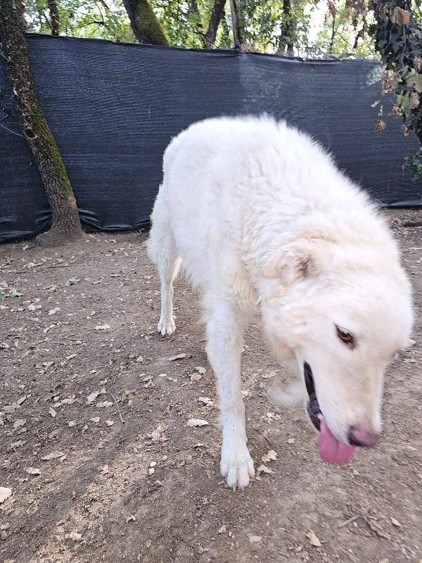 Evita 3anni e 1/2 tolta da 1lager ROMA SOS CASA Foto 3