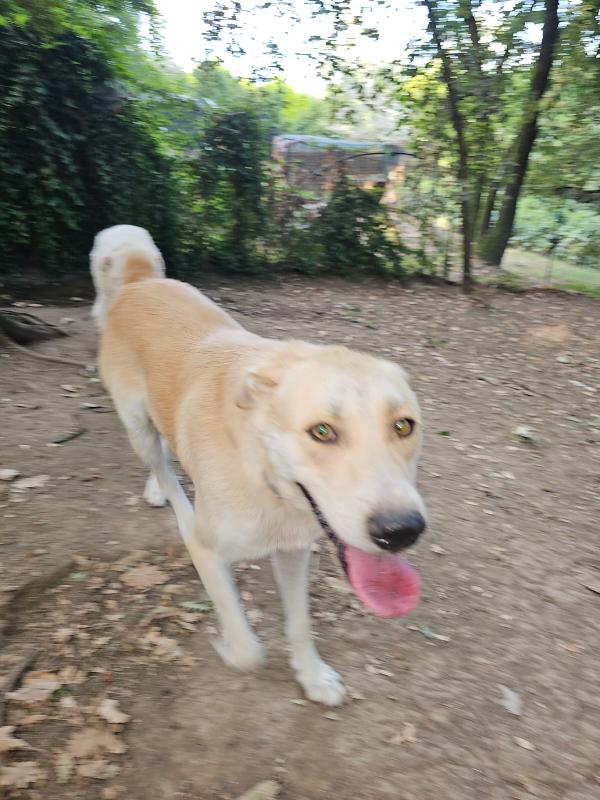 Evita 3anni e 1/2 tolta da 1lager ROMA SOS CASA Foto 4