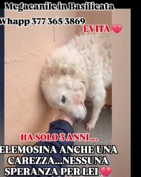 Evita 3anni e 1/2 tolta da 1lager ROMA SOS CASA Foto 7