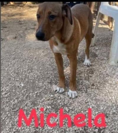 3 cucciolotti marroni MAI SCELTI.PUGLIA Foto 2