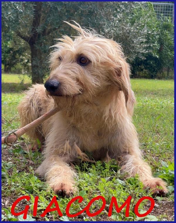 Giacomo, 4 Anni, Dopo Aver Vissuto L'inferno E' Pronto Per L'amore Di Una Famiglia!