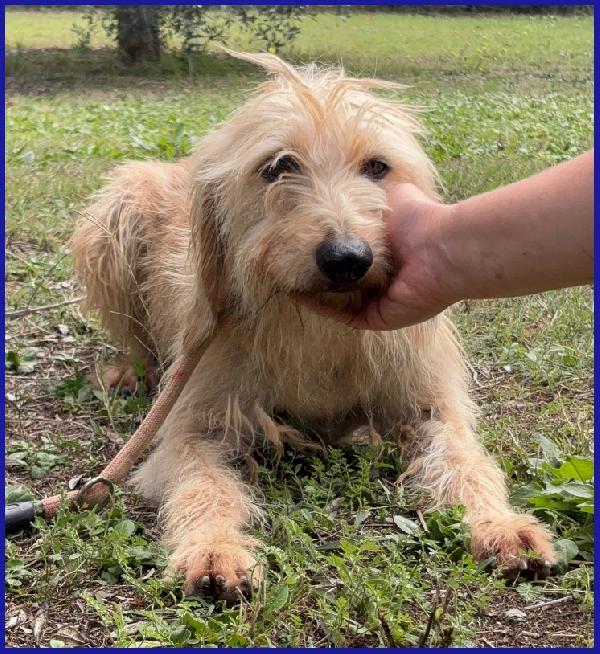 GIACOMO, 4 ANNI, DOPO AVER VISSUTO L'INFERNO E' PRONTO PER L'AMORE DI UNA FAMIGLIA! Foto 2