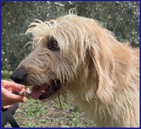 GIACOMO, 4 ANNI, DOPO AVER VISSUTO L'INFERNO E' PRONTO PER L'AMORE DI UNA FAMIGLIA! Foto 3
