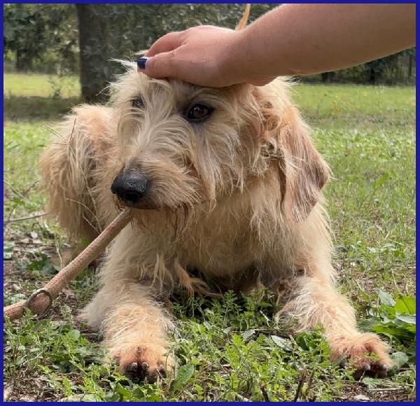 GIACOMO, 4 ANNI, DOPO AVER VISSUTO L'INFERNO E' PRONTO PER L'AMORE DI UNA FAMIGLIA! Foto 4