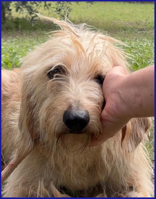 GIACOMO, 4 ANNI, DOPO AVER VISSUTO L'INFERNO E' PRONTO PER L'AMORE DI UNA FAMIGLIA! Foto 5