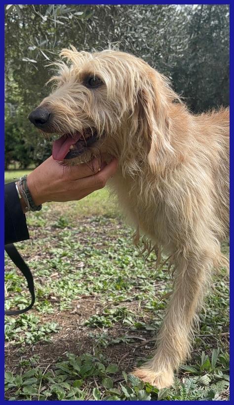 GIACOMO, 4 ANNI, DOPO AVER VISSUTO L'INFERNO E' PRONTO PER L'AMORE DI UNA FAMIGLIA! Foto 6