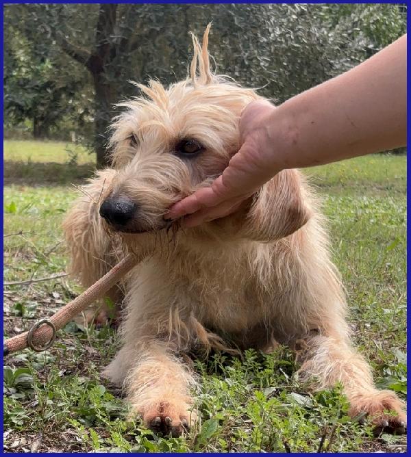 GIACOMO, 4 ANNI, DOPO AVER VISSUTO L'INFERNO E' PRONTO PER L'AMORE DI UNA FAMIGLIA! Foto 7