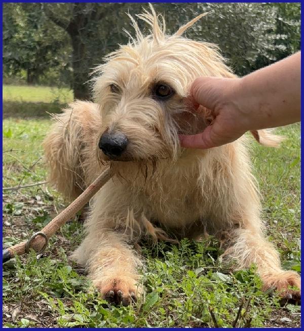 GIACOMO, 4 ANNI, DOPO AVER VISSUTO L'INFERNO E' PRONTO PER L'AMORE DI UNA FAMIGLIA! Foto 8