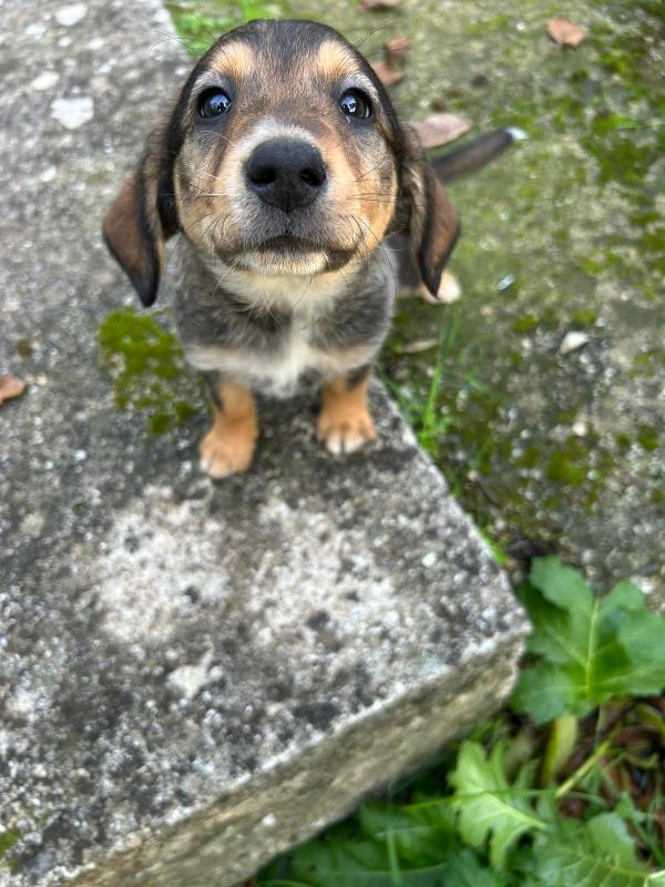 Chloe Splendida Cucciola Cerca Famiglia 