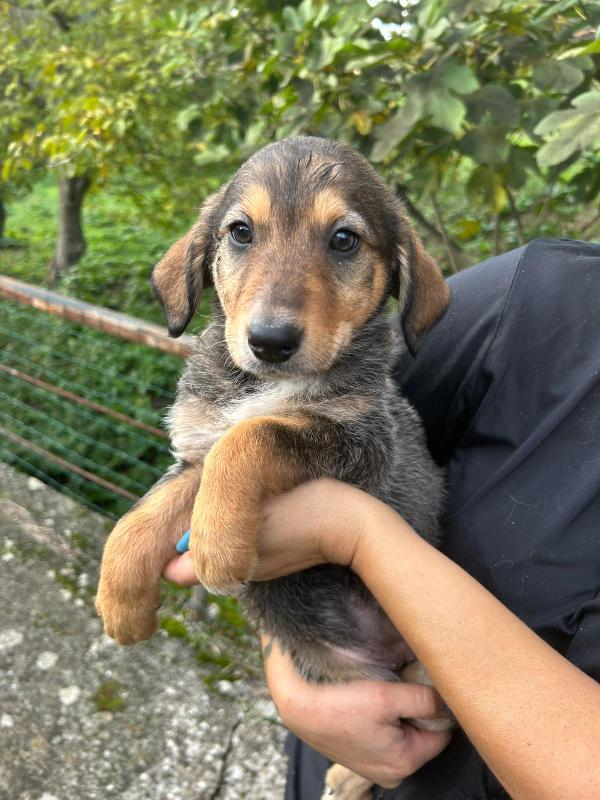 Chloe splendida cucciola cerca famiglia  Foto 2