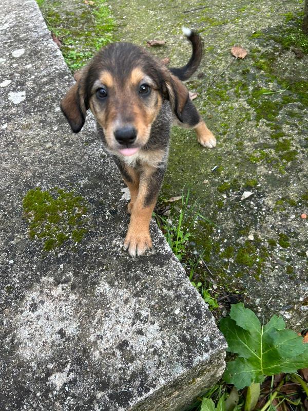 Chloe splendida cucciola cerca famiglia  Foto 3