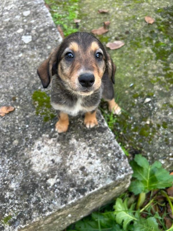 Chloe splendida cucciola cerca famiglia  Foto 4