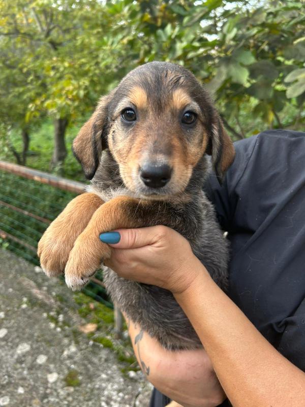 Chloe splendida cucciola cerca famiglia  Foto 5