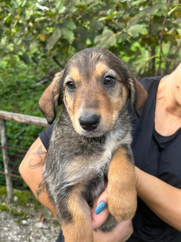 Chloe splendida cucciola cerca famiglia  Foto 6