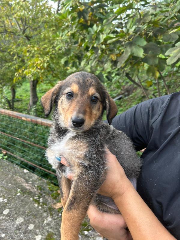 Chloe splendida cucciola cerca famiglia  Foto 7