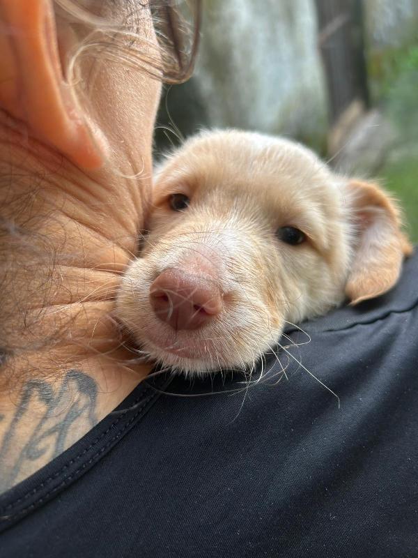 Max splendido dolce cucciolo cerca famiglia  Foto 2