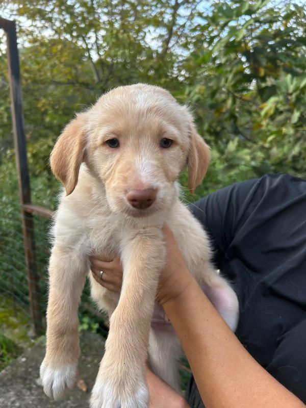 Max splendido dolce cucciolo cerca famiglia  Foto 3