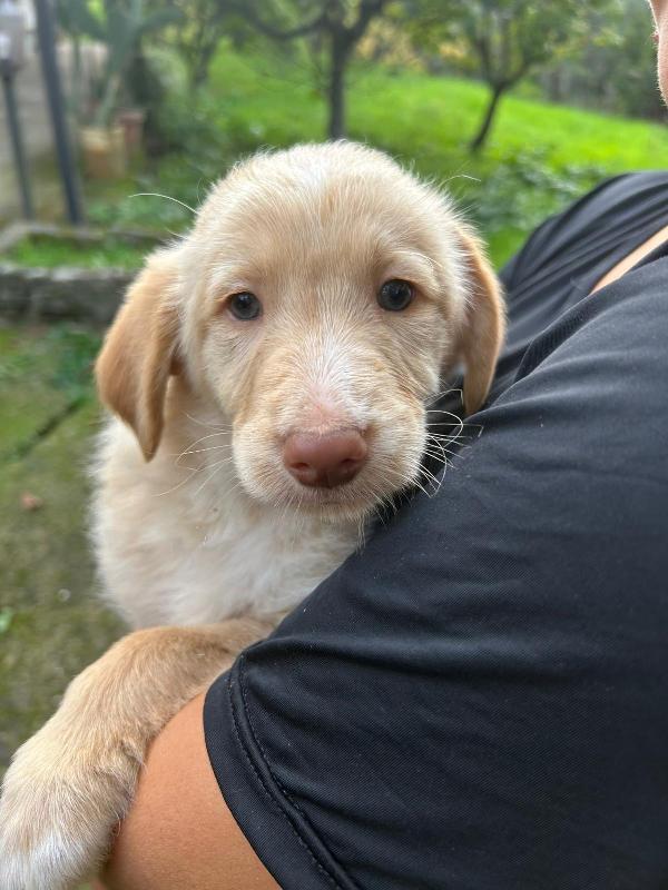 Max splendido dolce cucciolo cerca famiglia  Foto 4
