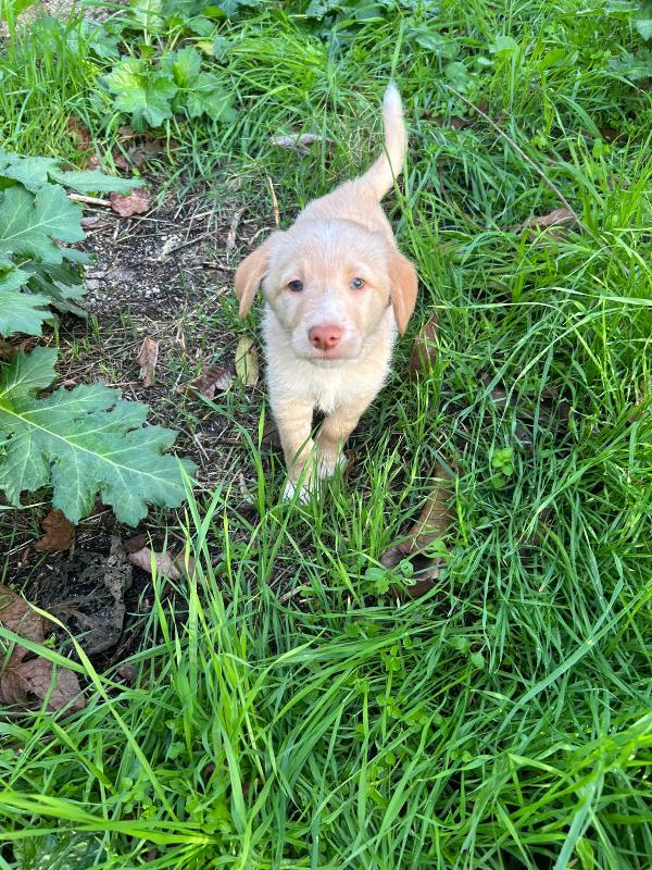 Max splendido dolce cucciolo cerca famiglia  Foto 5