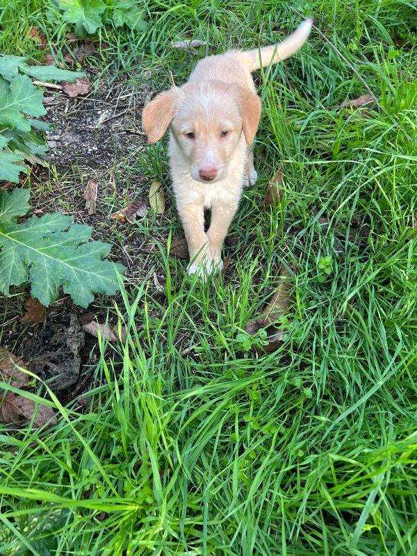 Max splendido dolce cucciolo cerca famiglia  Foto 6