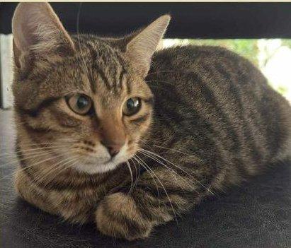 JIMMY, dolce micino in adozione! Foto 4