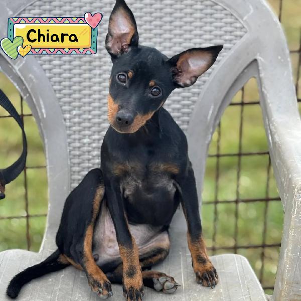 Chiara Cucciolina Pinscher 5 Mesi Cerca Casa - Vivace E Dolcissima
