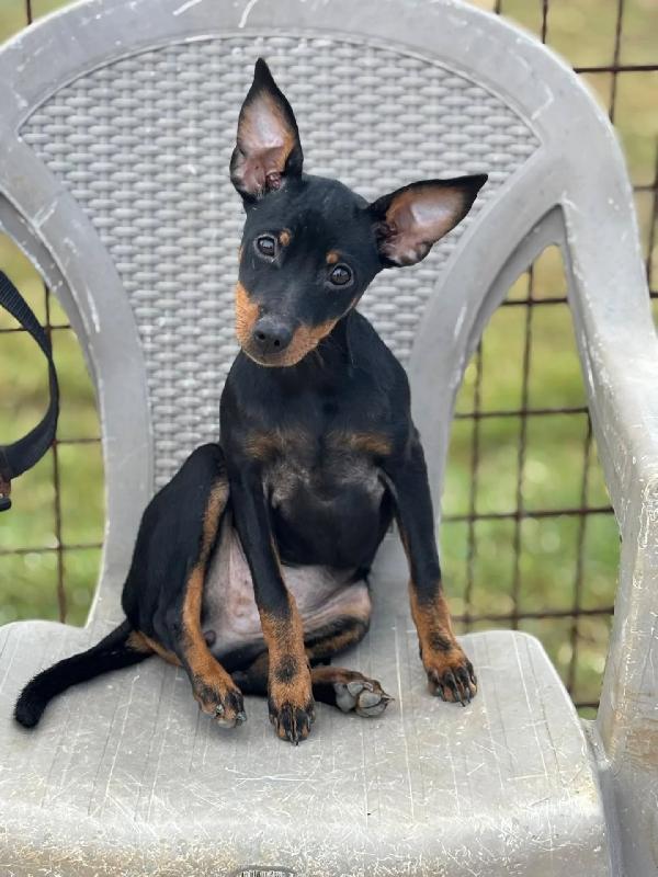 Chiara cucciolina PINSCHER 5 mesi cerca casa - vivace e dolcissima Foto 2