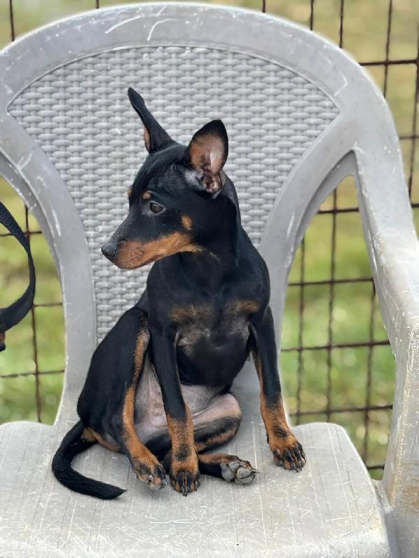Chiara cucciolina PINSCHER 5 mesi cerca casa - vivace e dolcissima Foto 3