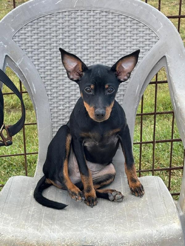 Chiara cucciolina PINSCHER 5 mesi cerca casa - vivace e dolcissima Foto 4