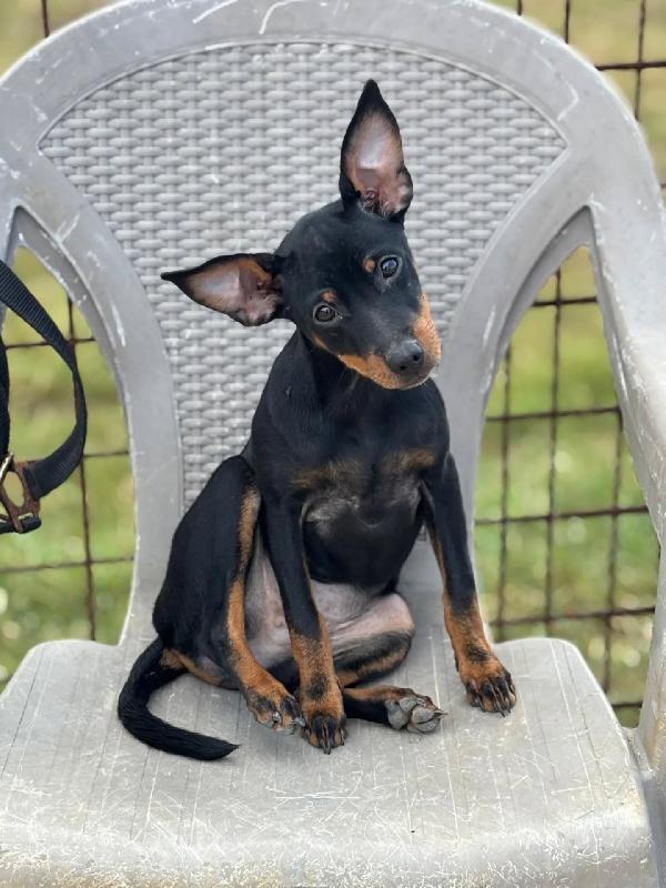 Chiara cucciolina PINSCHER 5 mesi cerca casa - vivace e dolcissima Foto 5