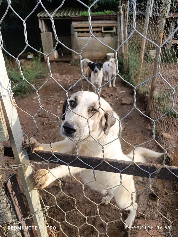 Gracy Splendida Giovanotta Cerca Famiglia 