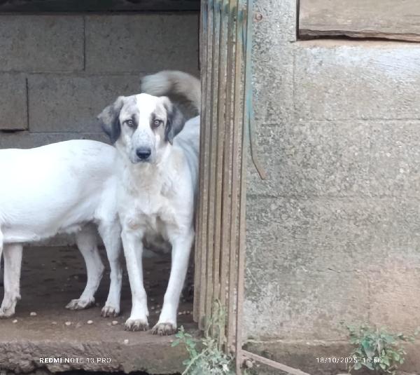 Gracy splendida giovanotta cerca famiglia  Foto 2
