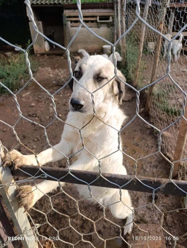 Gracy splendida giovanotta cerca famiglia  Foto 3