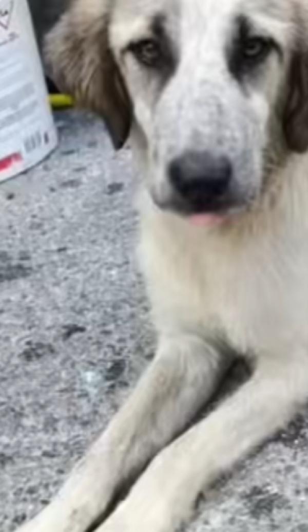 Gracy splendida giovanotta cerca famiglia  Foto 4