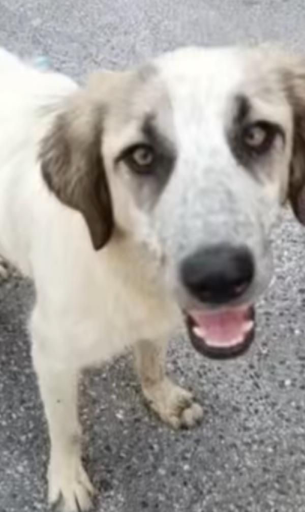 Gracy splendida giovanotta cerca famiglia  Foto 5