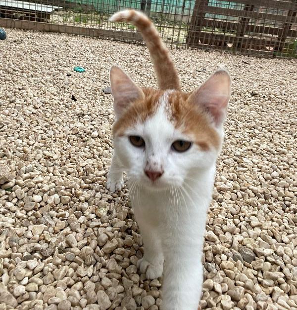 Adotta Il Piccolo Pooh