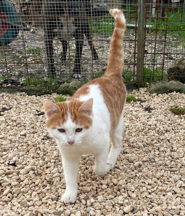 ADOTTA IL PICCOLO POOH Foto 2