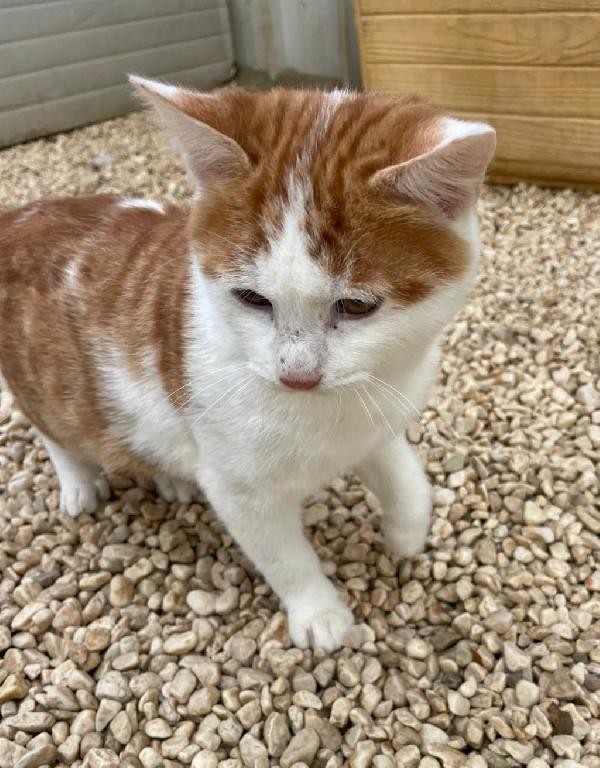 ADOTTA IL PICCOLO POOH Foto 3