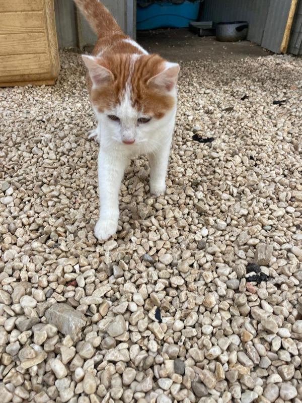 ADOTTA IL PICCOLO POOH Foto 4