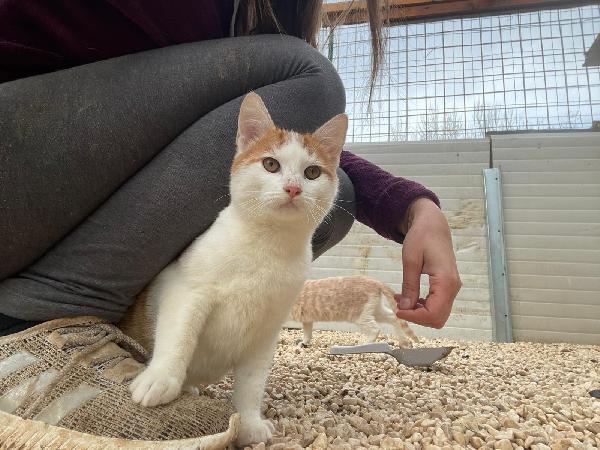 ADOTTA IL PICCOLO POOH Foto 5