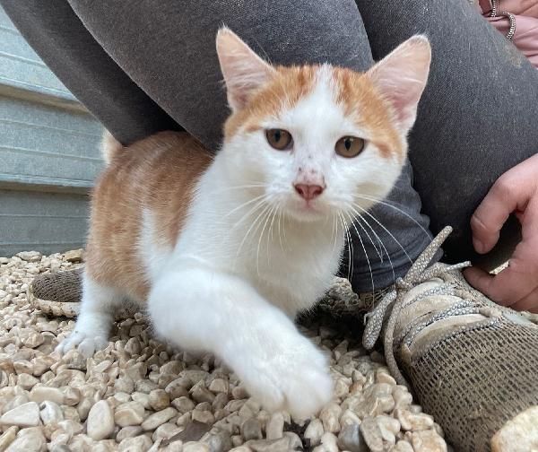 ADOTTA IL PICCOLO POOH Foto 7