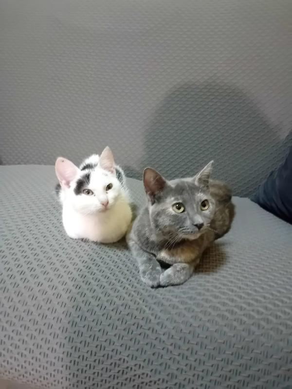 IL PICCOLO BIANCO Foto 2