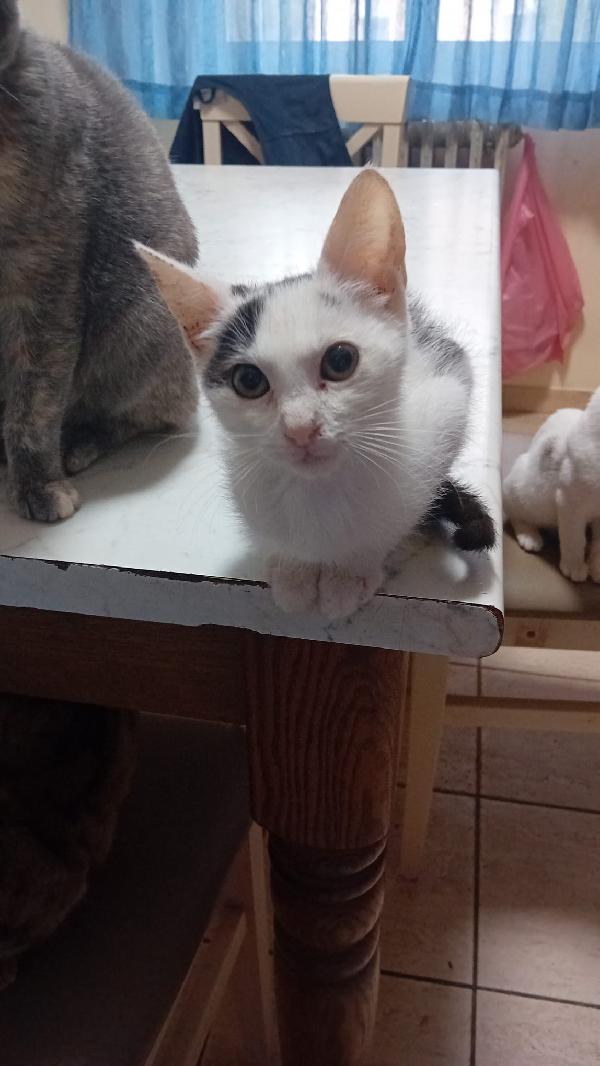 IL PICCOLO BIANCO Foto 3