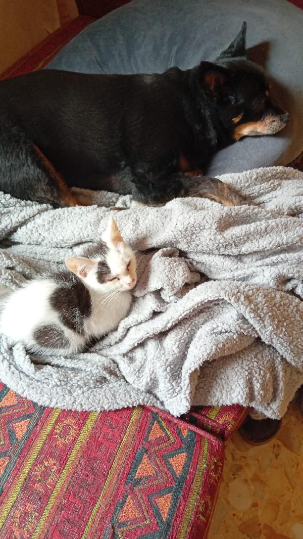 IL PICCOLO BIANCO Foto 4