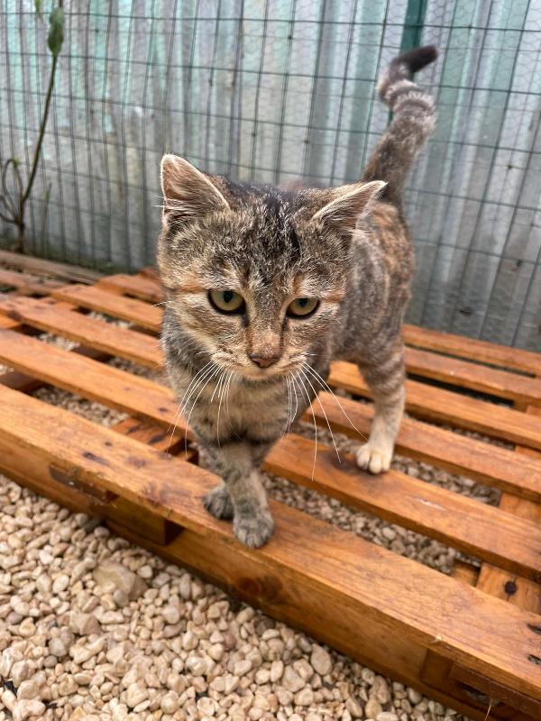 LA PICCOLA TIGRA Foto 2