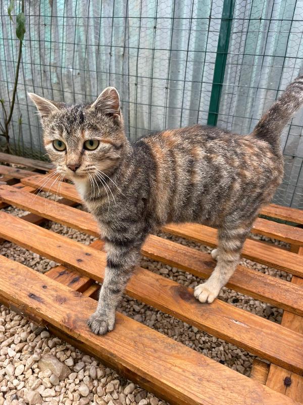 LA PICCOLA TIGRA Foto 3