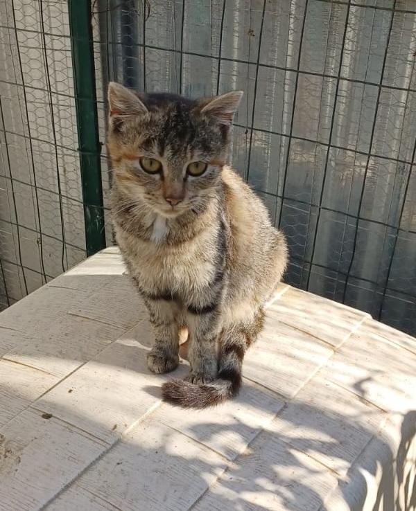 LA PICCOLA TIGRA Foto 4