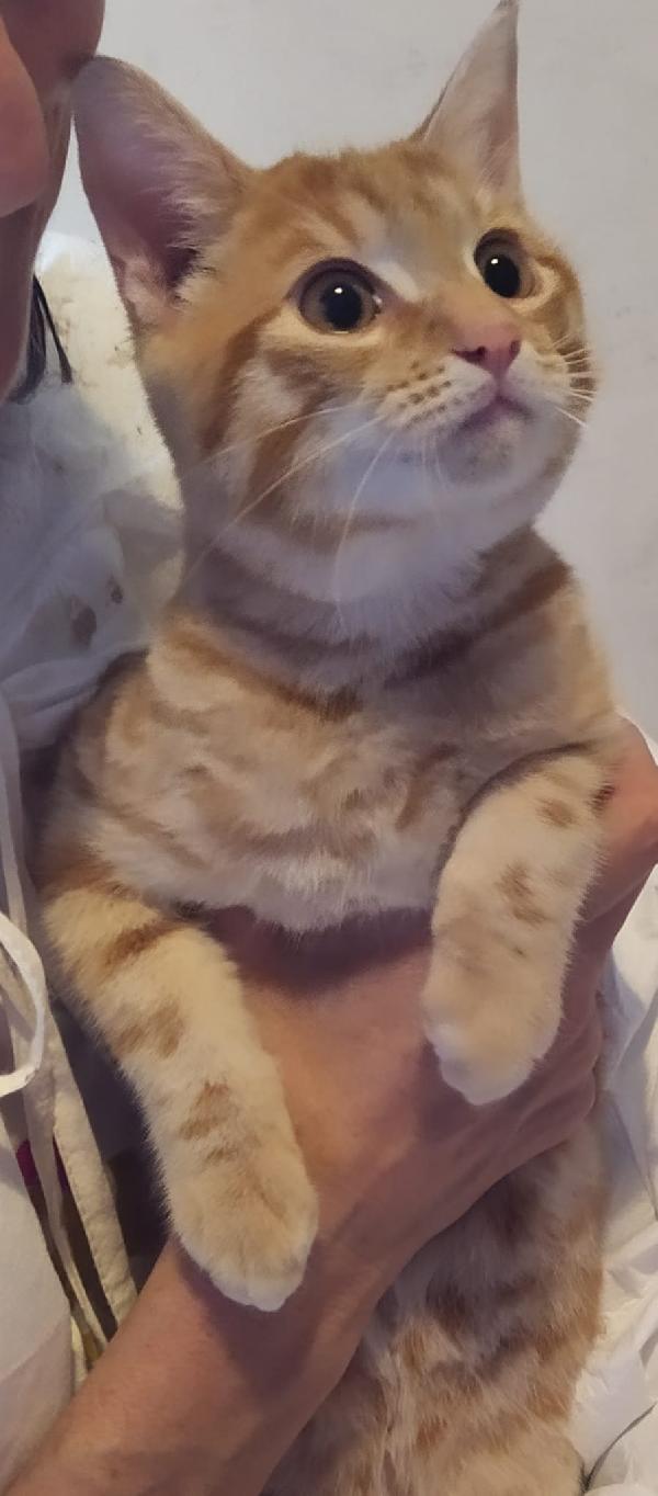 REMI: MICIO ROSSO  DI 4 MESI CERCA FAMIGLIA Foto 3