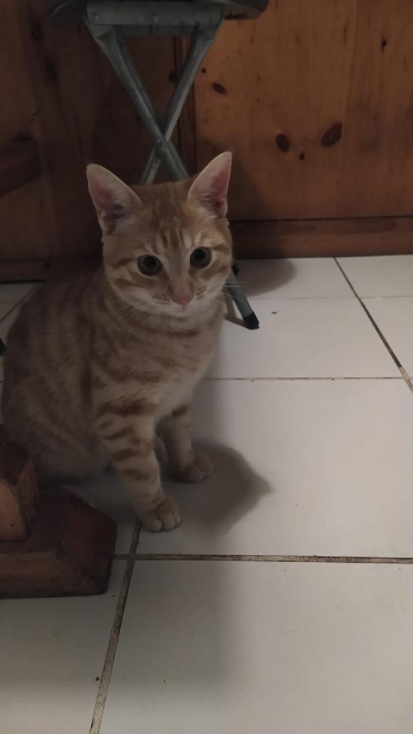 REMI: MICIO ROSSO  DI 4 MESI CERCA FAMIGLIA Foto 4