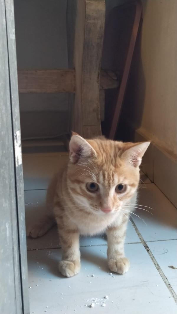 REMI: MICIO ROSSO  DI 4 MESI CERCA FAMIGLIA Foto 5